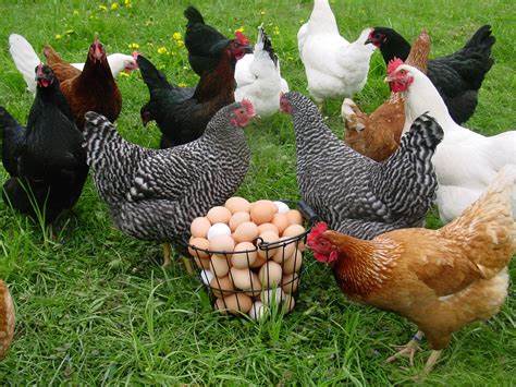 Chicken1