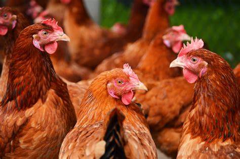 Chicken3