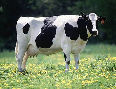 Cow pic