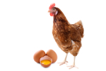Unleash the Power of End of Cycle Hens with ProPhorce SR 130
