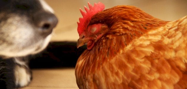 أسرار وحقائق عن نوم الدجاج