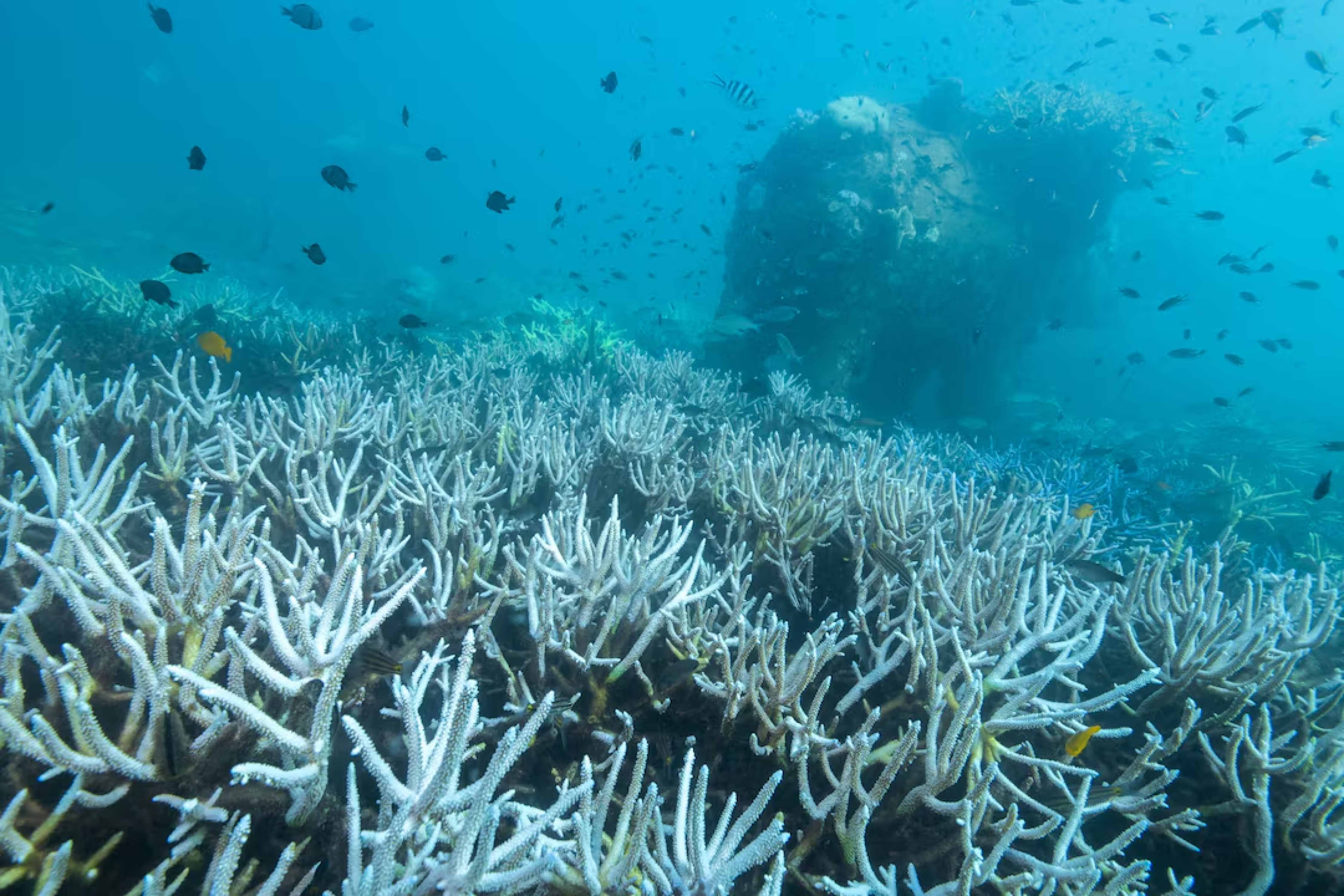 coral