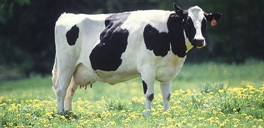 cow