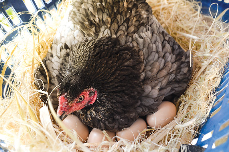 double yolk eggs hen nest 1078847984