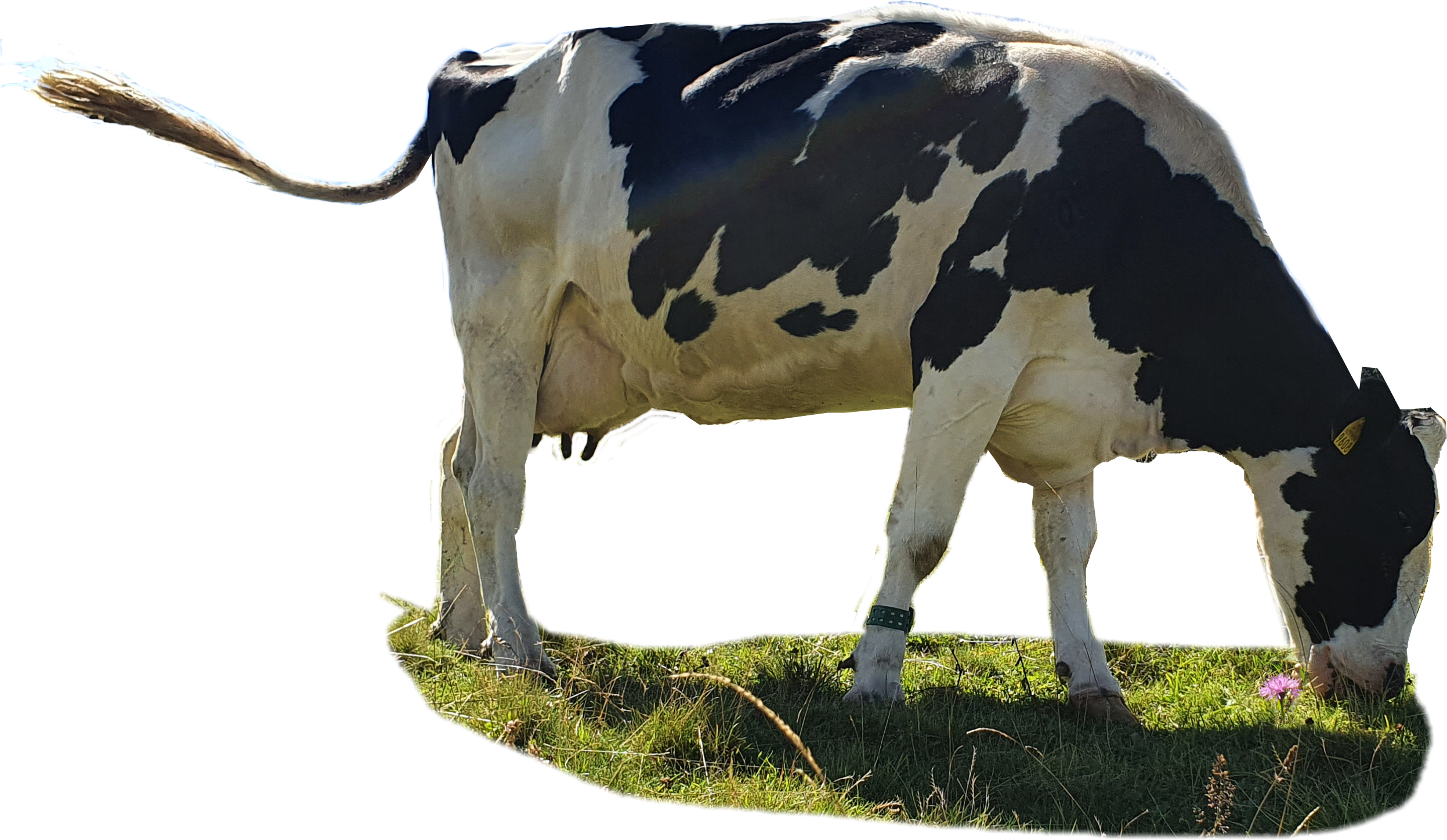Ghs_Cow_ClaraBella2-500.png