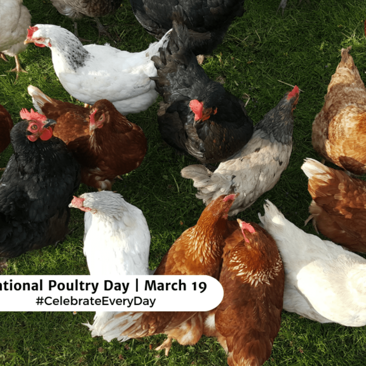 national poultry day march 19