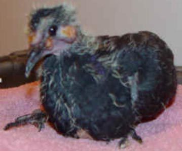 pigeon