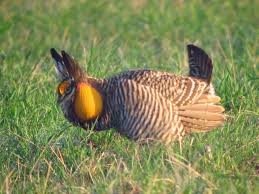 prairie chicken