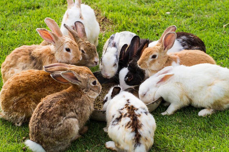 rabbits